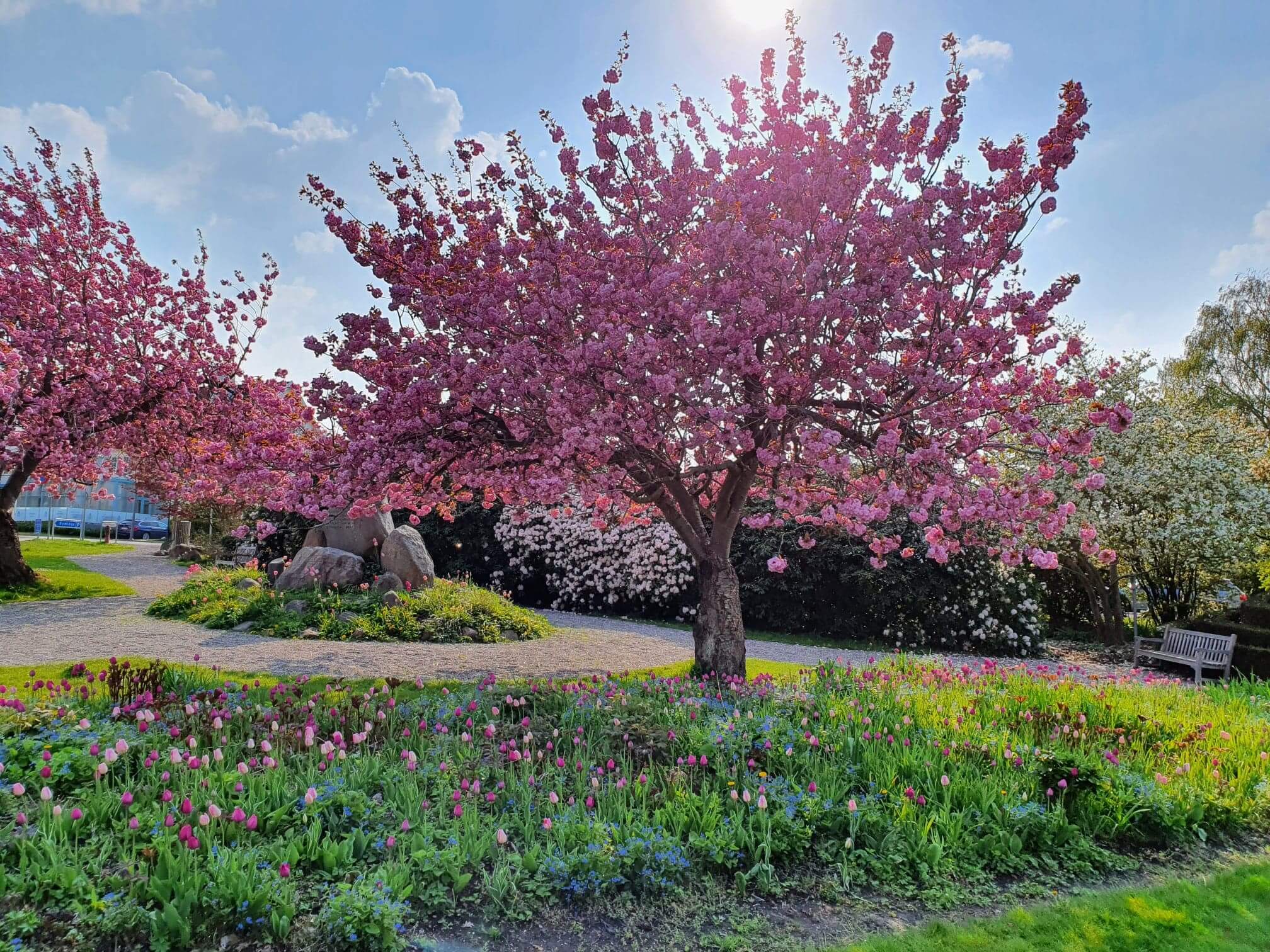 Blomsterhave med et lyserødt træ